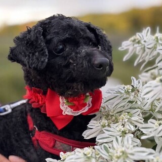 【10/22東日本橋】ボクも幸せになりたい♡クロ