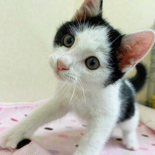 ぱっちりお目々！甘えん坊イケメン1ヶ月半