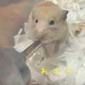 キンクマハムスターの里親募集
