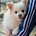 ポメラニアン、ひめこちゃん