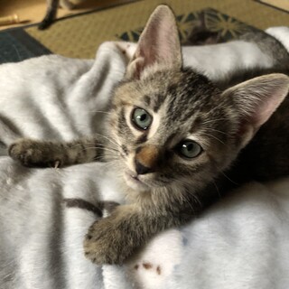 【10/22⭐️堺東にて譲渡会】参加猫福ちゃん