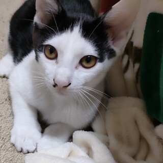 4ヶ月の子猫　怖がりさんパナくん