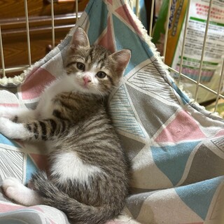 【10/22⭐️堺東にて譲渡会】参加猫こうくん