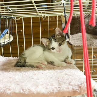 【10/22⭐️堺東にて譲渡会】参加猫福くん