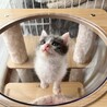 珍しい！グレーハチワレ甘ったれな男の子♪ サムネイル2