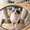 珍しい！グレーハチワレ甘ったれな男の子♪ サムネイル3