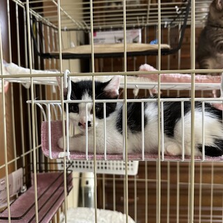 【10/22⭐️堺東にて譲渡会】参加猫はなおくん