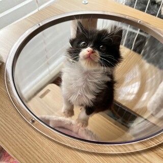 お顔のマスクがかわいい♡中毛？長毛黒白の男の子♪