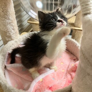 きゃわいい♡目がうるうる長毛・中毛？の女の子♪