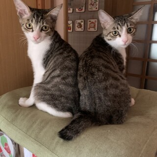 お膝抱っこ大好き～キジ白兄弟・きき＆ねーね