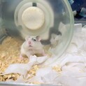 ロボロフスキーハムスター　雌雄不明
