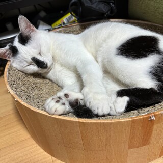 【10/22⭐️堺東にて譲渡会】参加猫豆くん