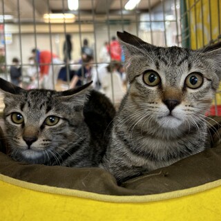 1歳3ヶ月　キジ猫　おとなしい　げんくん