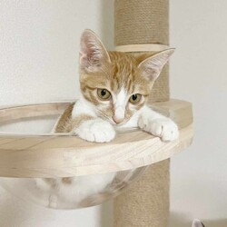 in豊明市☆全部で子猫が60匹～2会場で子猫の大祭！2023年10月21日（土）～ ちーむにゃいんず