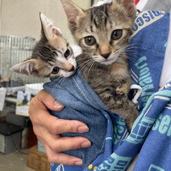 in春日井市☆全部で子猫60匹～2会場で子猫の大祭！2023年10月21日（土）～ ちーむにゃいんず