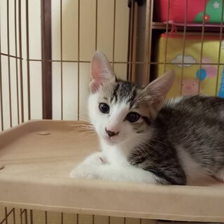 キジ白のサクちゃん