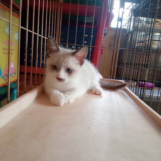 綺麗なグレー白のサク君