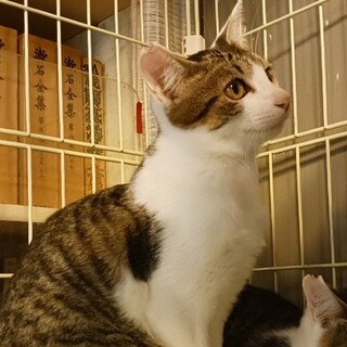 おおらかで甘えん坊なキジ白の男の子♬