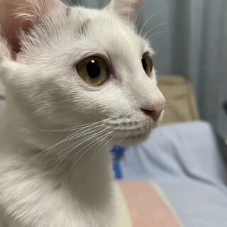 元気いっぱい 白黒の子猫