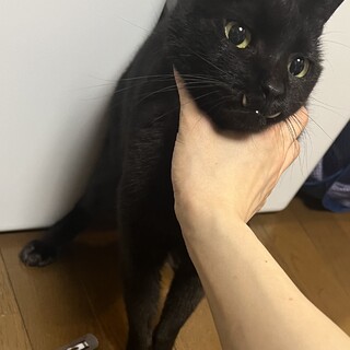 甘えん坊の黒猫ちゃん