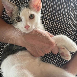 甘えん坊な兄妹猫☆カイ君　