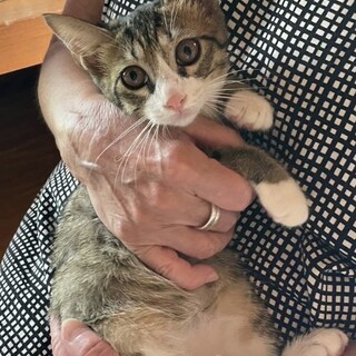 甘えん坊な兄妹猫♡ミクちゃん