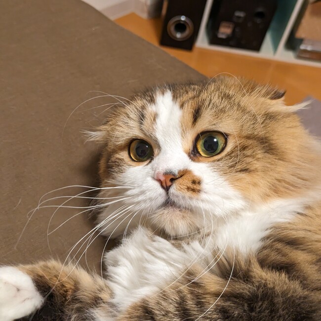 キャットキャットのカバー写真