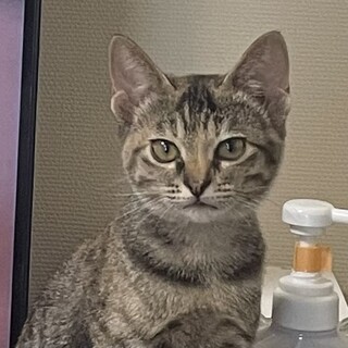 子猫★甘えん坊人懐っこい♡丸顔が特徴的な美人さん