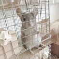 チンチラ　シナモン　メス　3歳5ヶ月
