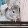 チンチラ　シナモン　メス　3歳5ヶ月 サムネイル2
