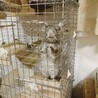 チンチラ　シナモン　メス　3歳5ヶ月 サムネイル3