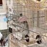 チンチラ　シナモン　メス　3歳5ヶ月 サムネイル4