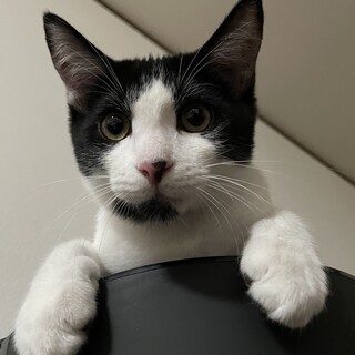 可愛い牛柄ハチワレBoy⭐︎推定生後9ヶ月のビスク