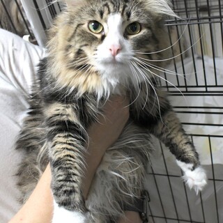 純粋ノルウェージャン1歳男の子