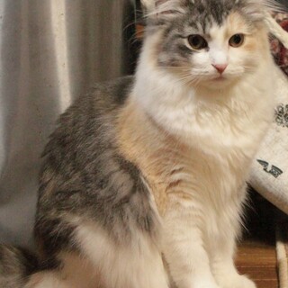 純粋ノルウェージャン6歳女の子