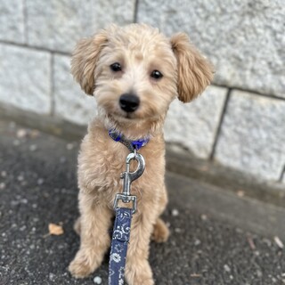 生後5ヶ月くらいのマルプーの男の子