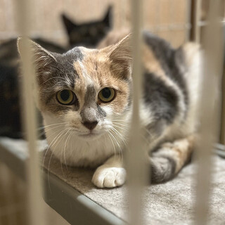 ちょっと臆病なパステル三毛の女の子