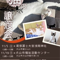 猫の譲渡会 @犬山市福祉活動センター