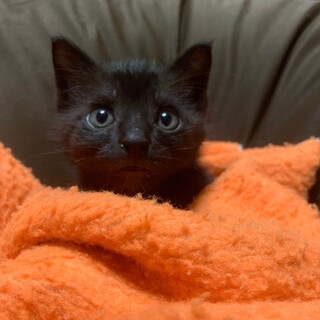 エビフライ猫じゃらしが大好き♡ネーロ