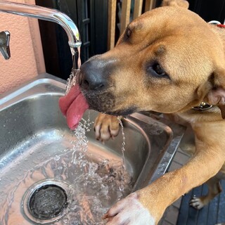 甘えん坊全開❤️土佐ピットごもくちゃん