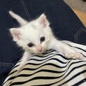 9/24前後生まれの子猫※顔の汚れはミルクです