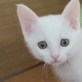 募集停止元気な真っ白美猫女子❤️もも