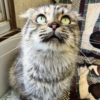 おもちゃ大好き♡スコマンチMix6歳