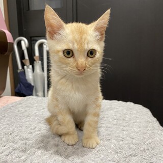 可愛い子猫の里親さんを募集！