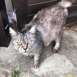 可愛い小さめ女の子 毛長グレーのシマ模様