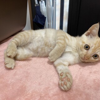 可愛い子猫の里親さんを募集！