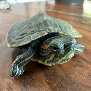 甲長8センチのミシシッピアカミミガメ