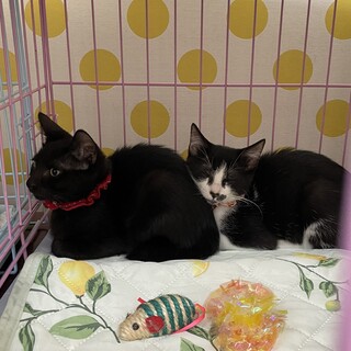 美猫な姉妹⭐︎推定生後5ヶ月のハチワレ&黒猫ちゃん