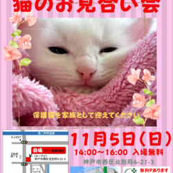 ゆったりほっこりする猫のお見合い会