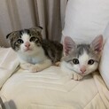 2匹一緒にお迎え希望です♡